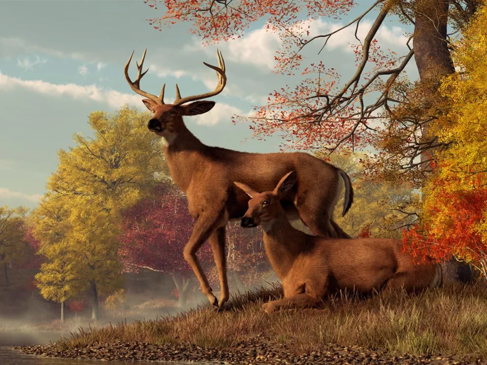 Backdrop artwork for Deer Hunting USA V4.3