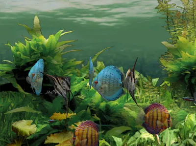Backdrop artwork for Fish Life in Amazon