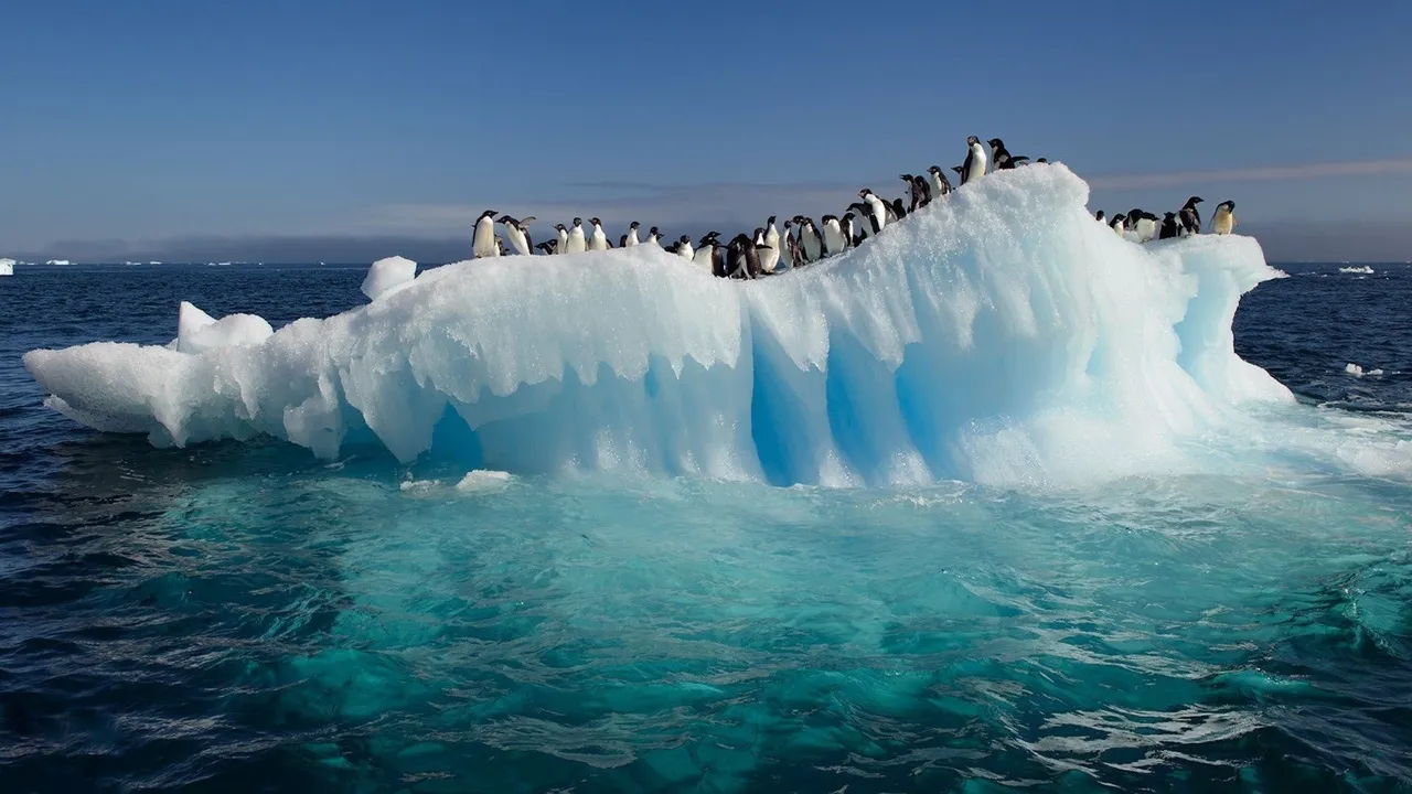 Backdrop artwork for Pepenga Pengo