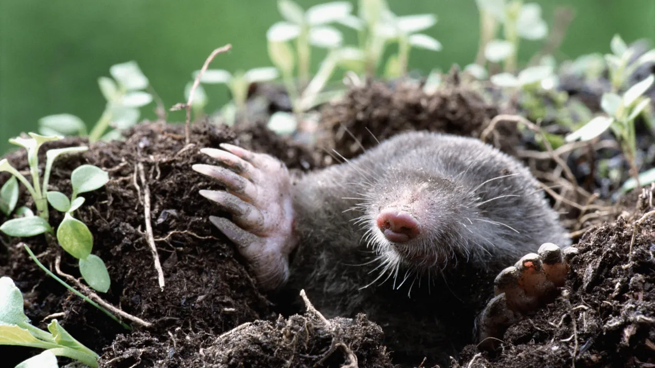 Backdrop artwork for Mole Mole 2