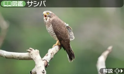 Hana to Ikimono Rittai Zukan screenshot