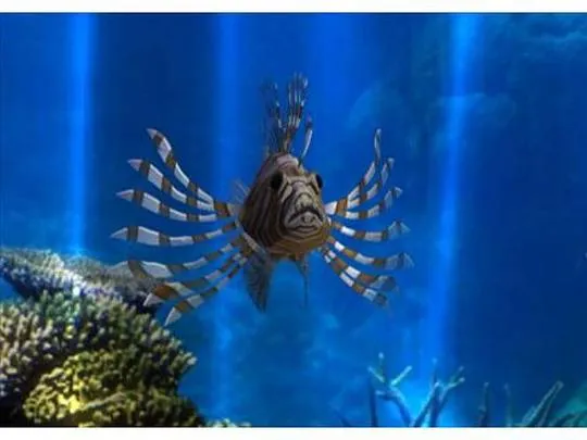 Fantasy Aquarium World screenshot